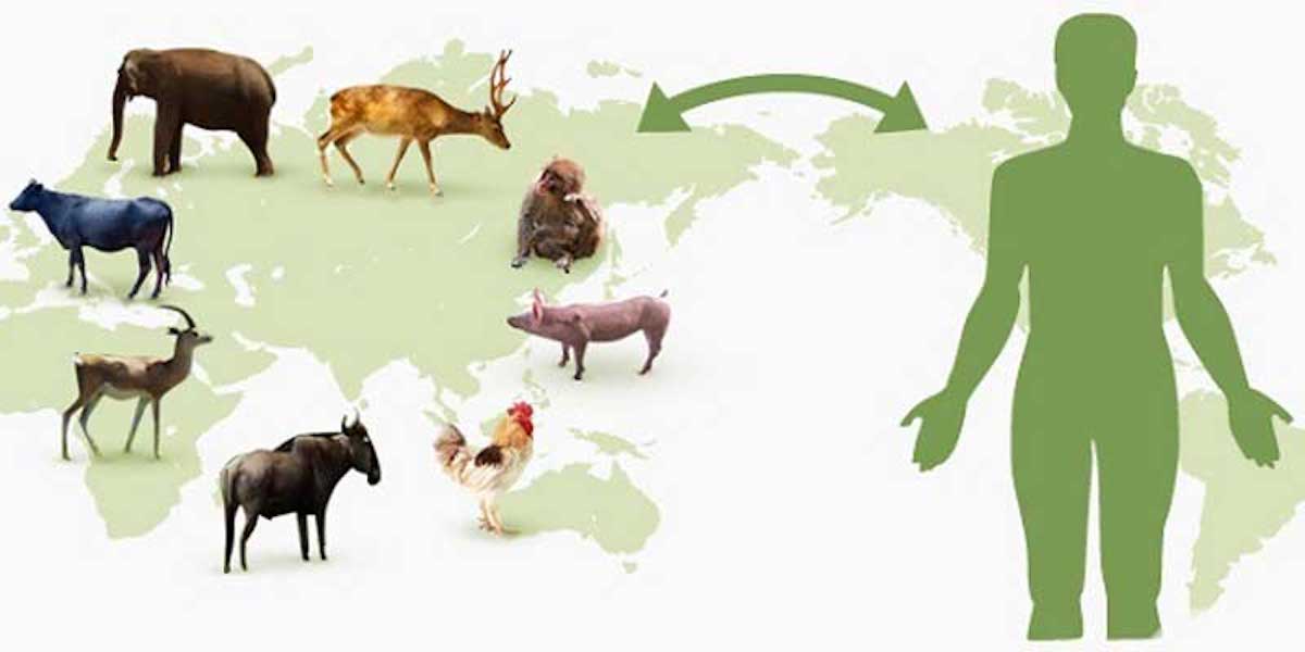گزاره برگ های بیماریهای قابل انتقال بین انسان و حیوان